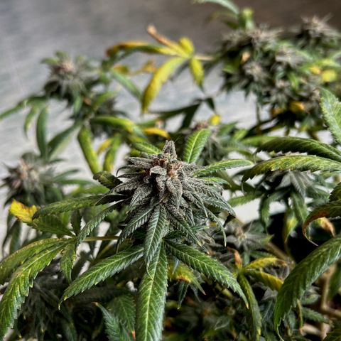 Cherry pie #2 growlog timeline photo