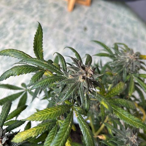 Cherry pie #2 growlog timeline photo