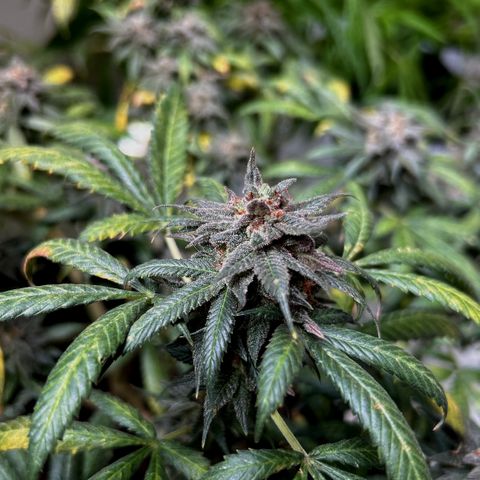 Cherry pie #2 growlog timeline photo