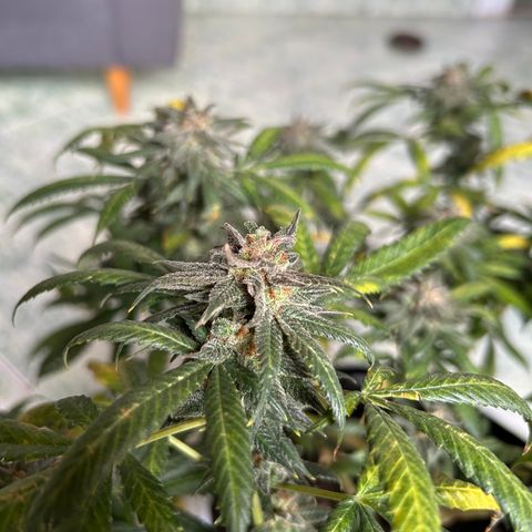 Cherry pie #2 growlog timeline photo