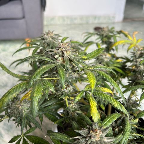 Cherry pie #2 growlog timeline photo