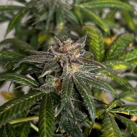 Cherry pie #2 growlog timeline photo