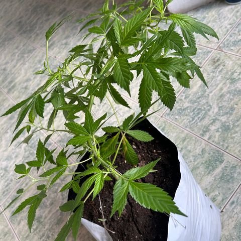 Kush del arriero x tropicana cookies  #2 growlog timeline photo