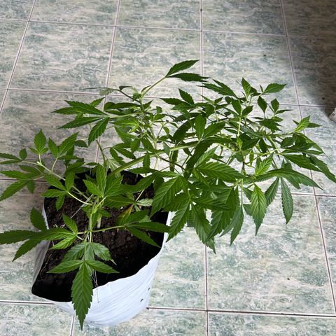 Kush del arriero x tropicana cookies  #2 growlog timeline photo