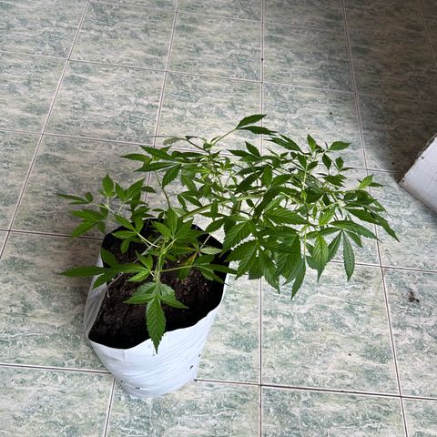 Kush del arriero x tropicana cookies  #2 growlog timeline photo