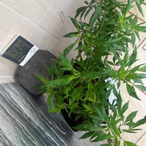 Kush del arriero x tropicana cookies #3 growlog timeline photo
