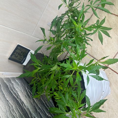 Kush del arriero x tropicana cookies #3 growlog timeline photo