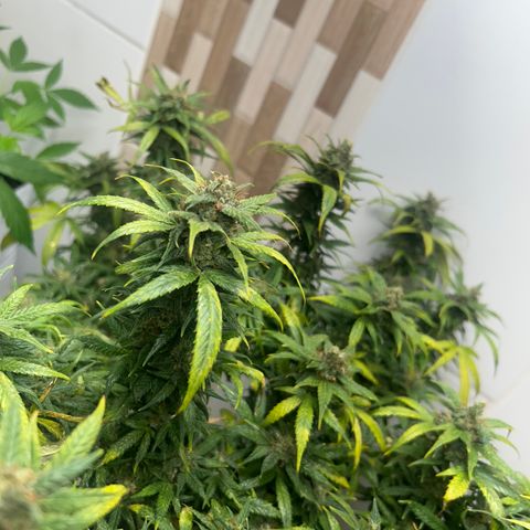 Gorilla glúe growlog timeline photo