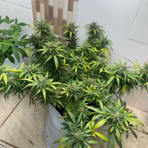 Gorilla glúe growlog timeline photo