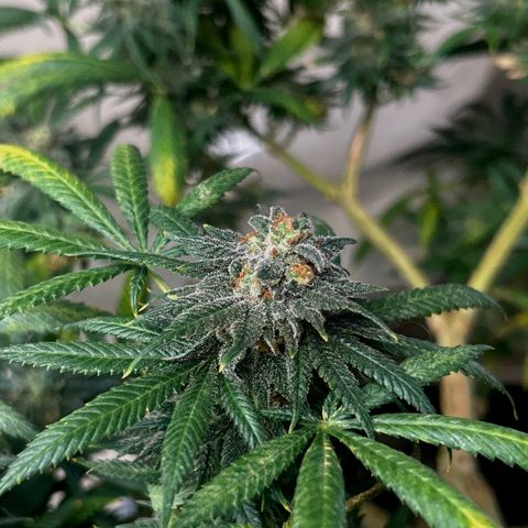Cherry pie #1 growlog timeline photo
