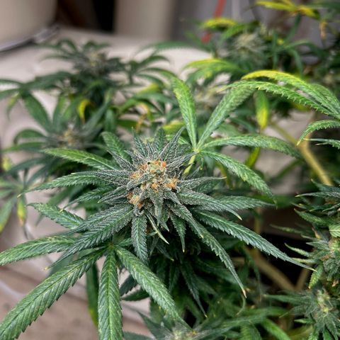 Cherry pie #1 growlog timeline photo