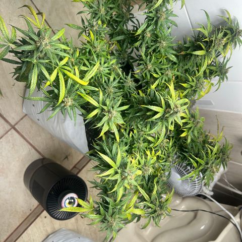 Gorilla glúe growlog timeline photo