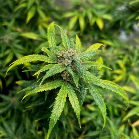 Gorilla glúe growlog timeline photo