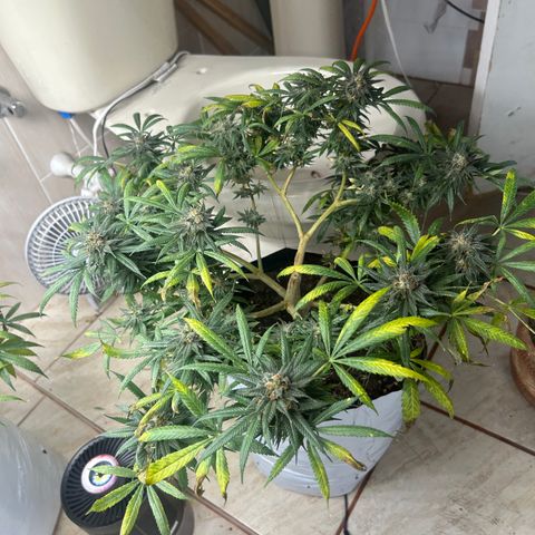 Cherry pie #1 growlog timeline photo