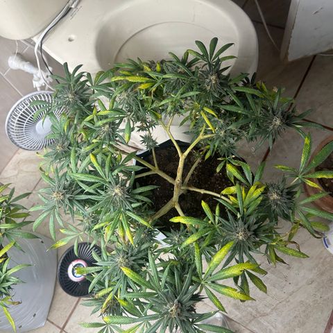 Cherry pie #1 growlog timeline photo
