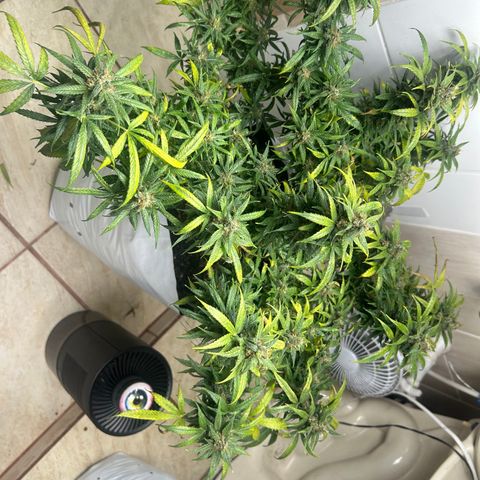 Gorilla glúe growlog timeline photo