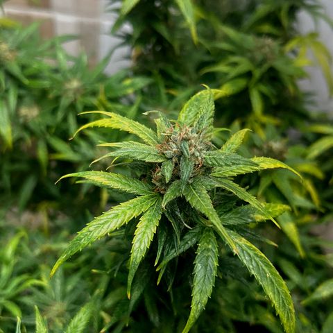 Gorilla glúe growlog timeline photo