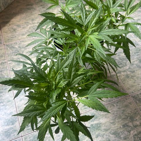 Kush del arriero x tropicana cookies  #4 growlog timeline photo
