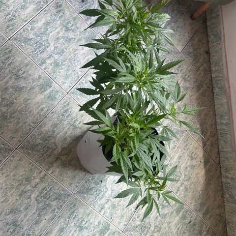 Kush del arriero x tropicana cookies  #4 growlog timeline photo