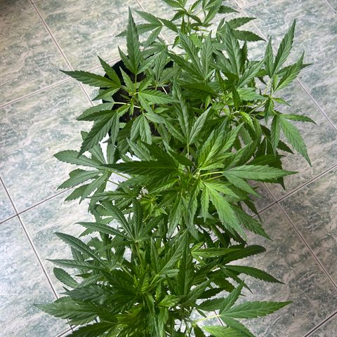 Kush del arriero x tropicana cookies  #4 growlog timeline photo