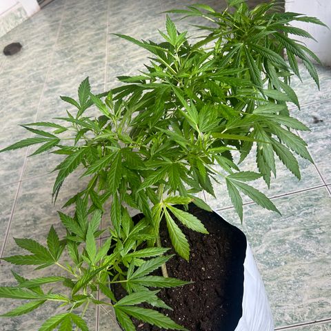 Kush del arriero x tropicana cookies  #4 growlog timeline photo