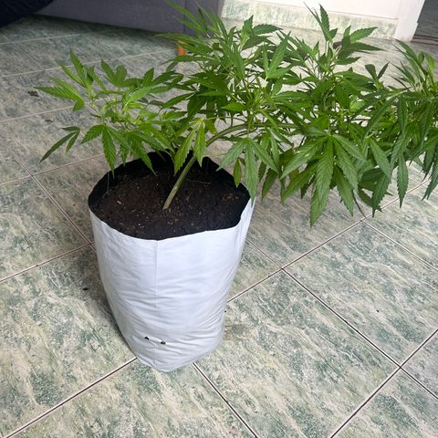 Kush del arriero x tropicana cookies  #4 growlog timeline photo
