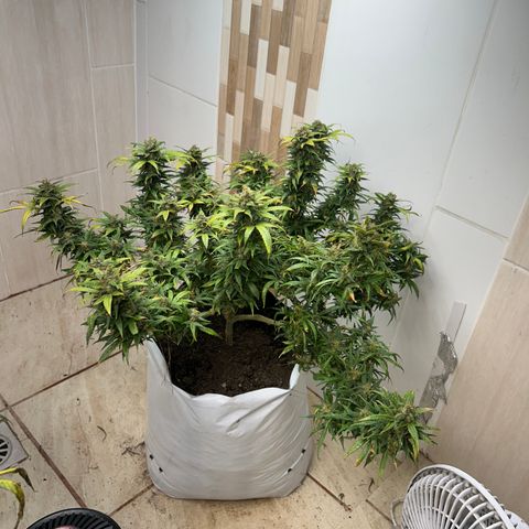 Gorilla glúe growlog timeline photo