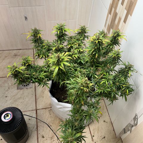 Gorilla glúe growlog timeline photo