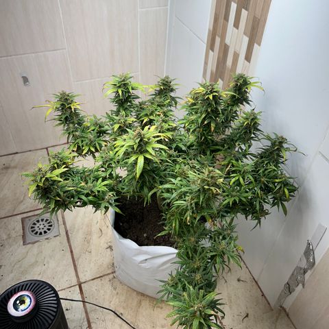 Gorilla glúe growlog timeline photo