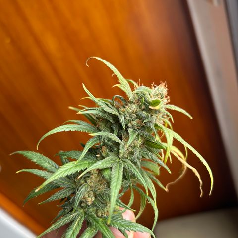Gorilla glúe growlog timeline photo