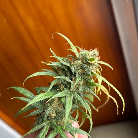 Gorilla glúe growlog timeline photo