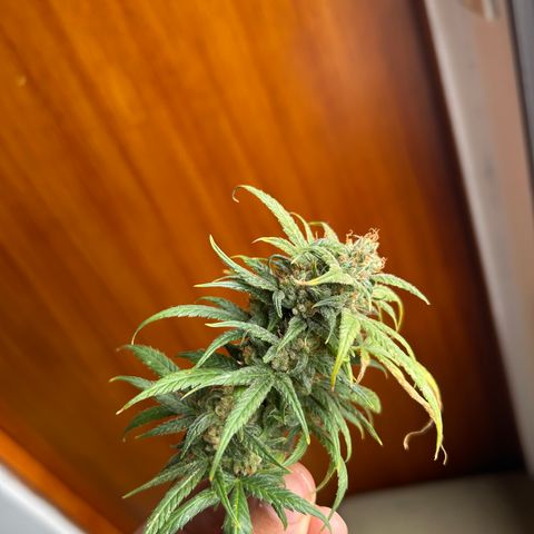 Gorilla glúe growlog timeline photo