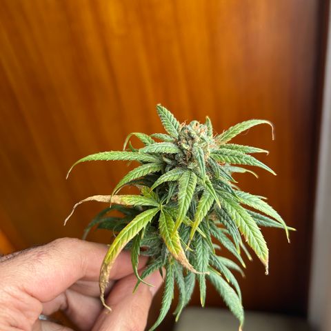 Gorilla glúe growlog timeline photo