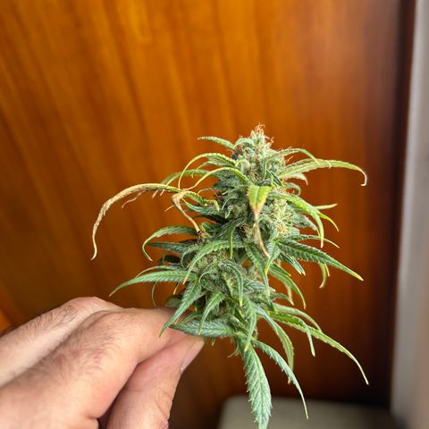Gorilla glúe growlog timeline photo