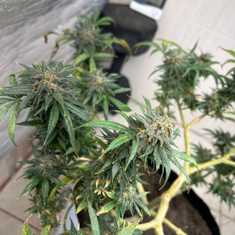 Cherry pie #1 growlog timeline photo
