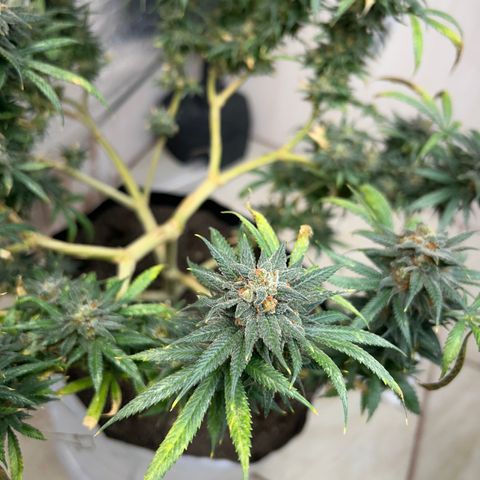 Cherry pie #1 growlog timeline photo