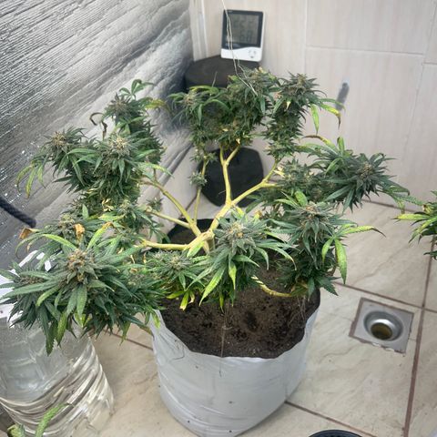 Cherry pie #1 growlog timeline photo