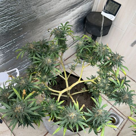Cherry pie #1 growlog timeline photo
