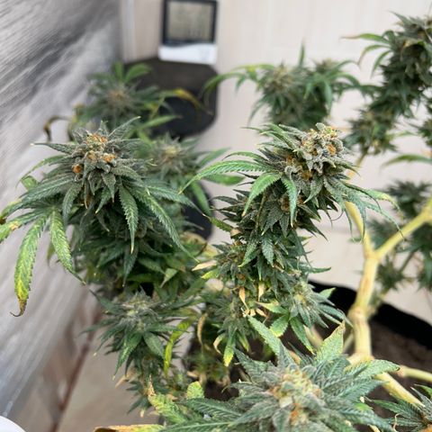 Cherry pie #1 growlog timeline photo