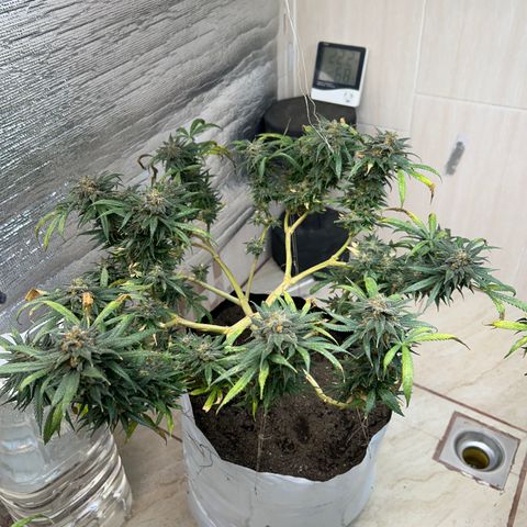 Cherry pie #1 growlog timeline photo