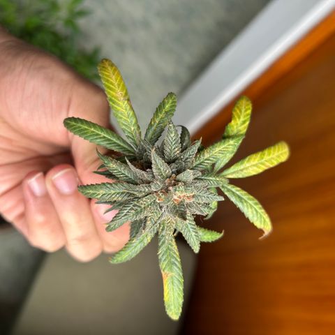 Cherry pie #2 growlog timeline photo