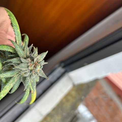 Cherry pie #2 growlog timeline photo