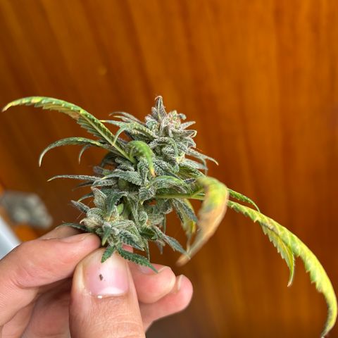 Cherry pie #2 growlog timeline photo