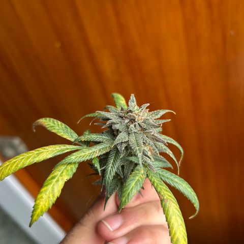 Cherry pie #2 growlog timeline photo