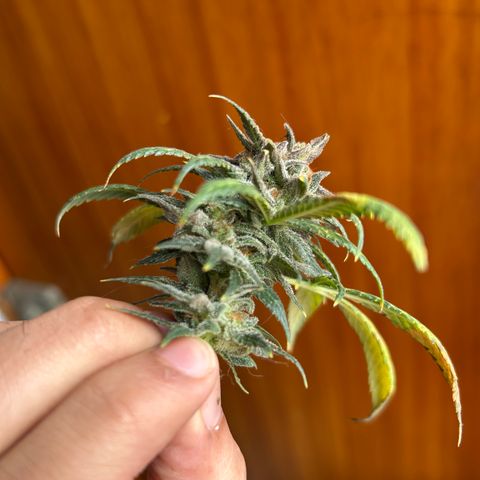 Cherry pie #2 growlog timeline photo