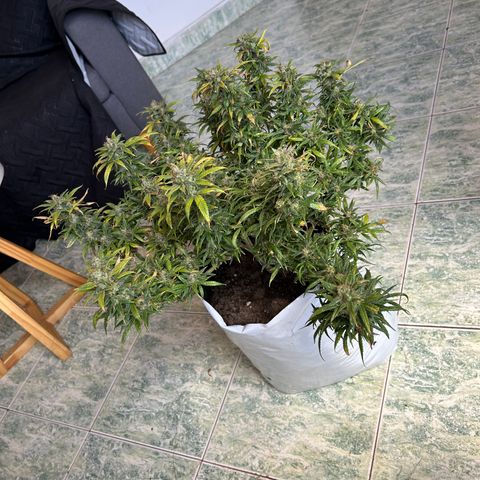 Gorilla glúe growlog timeline photo