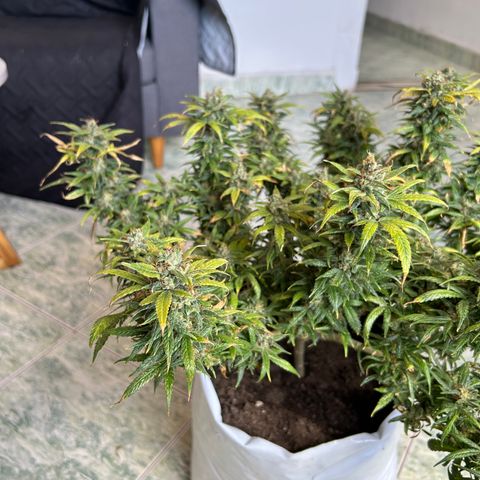 Gorilla glúe growlog timeline photo