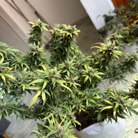 Gorilla glúe growlog timeline photo
