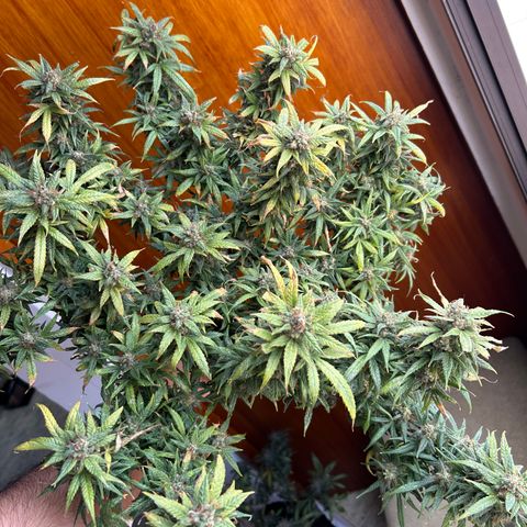 Gorilla glúe growlog timeline photo