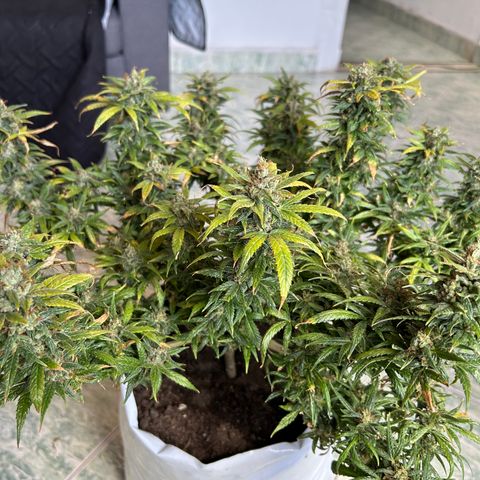 Gorilla glúe growlog timeline photo